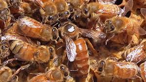 The bee life process has 4 major phases, but also the overall the longevity (life span) of a bee depends upon the position of the bee, whether it is a worker, a queen, or a drone. Honey Bee Colonies Ask A Biologist