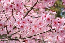Cherry Blossoms In Osaka When Where To See Sakura In 2021 Beautiful Flowers Pictures Most Beautiful Flower Pictures Most Beautiful Flowers