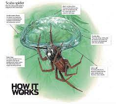They are associated with freshwater habitat. Diving Bell Spider How It Works