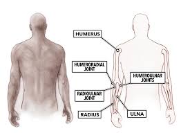 We did not find results for: Crossfit Movement About Joints Part 2 The Elbow