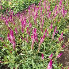Image result for Celosia nervosa