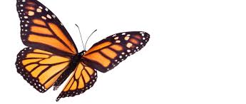 Butterflies are less efficient than bees at moving pollen between plants. Why Don T Butterflies Fly In Straight Lines Bbc Science Focus Magazine