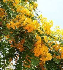 Tipuana Tipu Image 4 Fast Growing Shade Trees Shade Trees Front Yard Plants