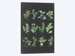 herb chart ii canvas artwork by chris paschke icanvas