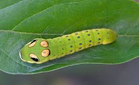 Black And White Striped Caterpillar With Yellow Spots Spicebush Swallowtail Caterpillar Healthcare Art Insect Eyes Swallowtail
