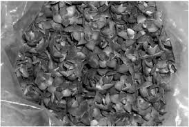 Image result for Balthasaria schliebenii