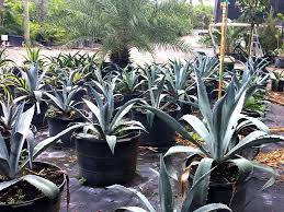 Was able to deliver flowers on mothers day at last minute,,,, very & accomodating. Southern Gardens Nursery West Palm Beach Retail Farming Crop Nursery Grove