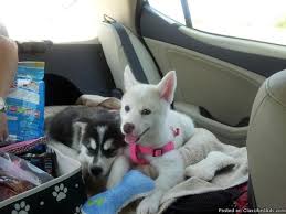 We did not find results for: Pomsky Puppies For Sale In Ocala Florida Best Pets Online