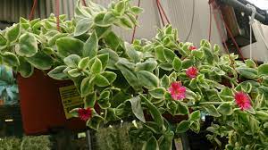 The leaves are succulent and covered with little crystal like glands. Datei Heartleaf Ice Plant Aptenia Cordifolia Variegata 1 Jpg Wikipedia
