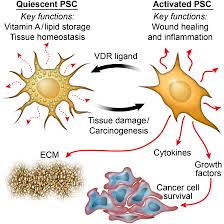 A minority is found in the body (15 liver metastases and distant lymph node metastases should allways be proven by means of pancreatic cancer detection with magnetic resonance cholangiopancreatography and endoscopic. Vitamin D Receptor Mediated Stromal Reprogramming Suppresses Pancreatitis And Enhances Pancreatic Cancer Therapy Cell
