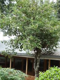 Image result for Gardenia ternifolia