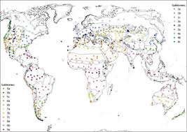 Image result for Balthasaria schliebenii