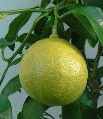 Последние твиты от bergamot (@getbergamot). Ø¨Ø±ØªÙ‚Ø§Ù„ Ø§Ù„Ø¨Ø±ØºÙ…ÙˆØª Bergamot Orange Agricultural Arts ÙÙŠØ³Ø¨ÙˆÙƒ