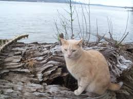 Последние твиты от petco (@petco). Pet Tinic 1800petmeds
