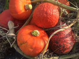 Woran sie reifen hokkaido kürbis erkennen. Herbstzeit Ist Kurbiszeit Schmeck S