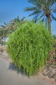 Image result for Salvadora persica