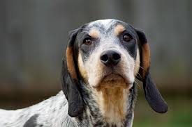 The redbone coonhound (also known as the 'redbone hound' or 'red') is an american breed deriving from crosses between bloodhounds and. Bluetick Coonhound Dog Breed Information Pictures Characteristics Facts Dogtime
