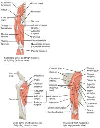 The main functions of the neck muscles are to permit movements of the neck or head and to provide structural support of the muscles of the neck can be divided into groups according to their location. Appendicular Muscles Of The Pelvic Girdle And Lower Limbs Anatomy And Physiology