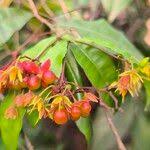 Image result for Rhabdophyllum