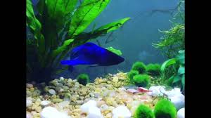Find out what the rules are and why they're so important. Betta Fish With Cherry Shrimp Youtube