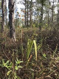 Image result for Eulophia alta