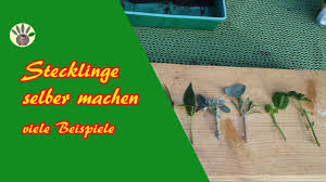 Stecklinge Schneiden Krauter Rosmarin Basilikum Kirschlorbeer Rose Hortensie Liguster Youtube Stecklinge Rosmarin Stecklinge Schneiden