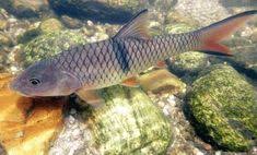 Tentu saja wallpaper animasi ikan cupang memang sedang banyak dicari oleh orang di internet. Novandi Novaandi1306 Profil Pinterest