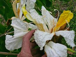 Image result for Baikiaea