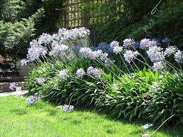 File Ucb Agapanthus Habit Jpg Wikimedia Commons Agapanthus Garden Agapanthus Plant Agapanthus In Pots