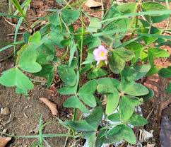 Image result for Oxalis anthelmintica