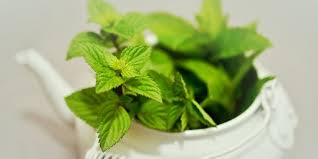 Daun mint merupakan salah satu dedaunan yang memiliki manfaat dan khasiat sangat berkarakter. 5 Manfaat Daun Mint Untuk Diet Bantu Lancarkan Metabolisme Dan Rendah Kalori Merdeka Com