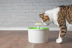 Place the harness or leash in a familiar place, possibly next to your cat's water bowl. The Best Cat Water Fountains Of 2021 Pet Life Today