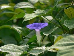 Morning Glory Flower Meaning In Tamil Best Flower Wallpaper