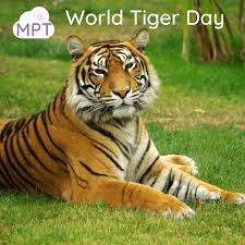 World tiger day was first observed in the year 2010 at the saint petersburg tiger summit in russia. World Tiger Day The Muddy Puddle Teacher Outdoor Learning