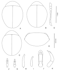 If you want to take your drawing to the next level, make the body outlines for your female figures proportionally correct. Mniophila Bosnica Apfelbeck A C Body Outline A B Female C Male Download Scientific Diagram