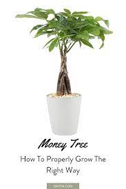 How To Care For Your Money Tree Money Trees Money Tree Plant Money Tree Plant Care