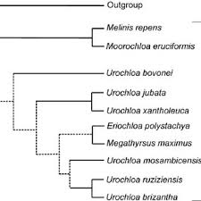 Image result for Urochloa xantholeuca