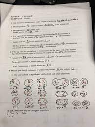 Same # as parent, genetically identical meiosis: Section 1 Reinforcement Cell Division And Mitosis Worksheet Answers Promotiontablecovers