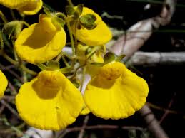 Image result for Calceolariaceae