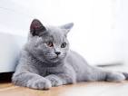 The 15 Best Cat Breeds for First-Time Owners ...