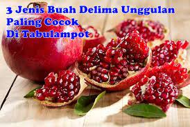 Maybe you would like to learn more about one of these? 3 Jenis Tanaman Buah Delima Unggulan Yang Paling Bagus Di Tanam Dengan System System Tabulampot Atau Lahan Di Iklim Indonesia Jualbenihmurah Com