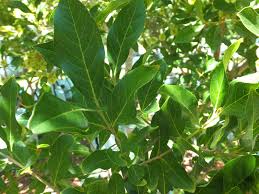 Image result for Combretum erythrophyllum