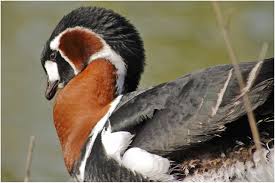 Grey Bird With Red Neck Pin On Oche