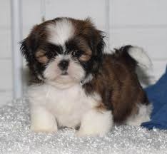 Carter Is A Male Shih Tzu Puppy For Sale At Puppyspot Call Us Today To Learn More Reference 633640 When You Call In 2020 Shitzu Puppies Shih Tzu Puppy Puppies