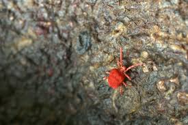 These creatures feed on common lawn plants and, though they are not harmful to humans or pets, they can become a major nuisance when left unchecked. Concrete Mites Red Spider Mites On Concrete