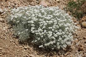 Image result for Cerastium afromontanum