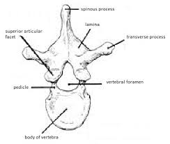 The spine is made of 33 individual bones stacked one on top of the other. Wiring Diagram And Flowchart Well Labelled Diagram Of Vertebral Column