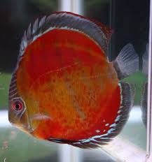 Pin By Alex On Cantiknya Ikan Ikan Hias Discus Fish Freshwater Aquarium Fish Tropical Freshwater Fish