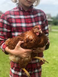 Weshalb deine hühner keine eier legen kann mehrere gründe haben. Zuhause Ist Wo Unsere Huhner Sind Die Ersten Wochen Mit Chickaletta Co Wasfurmich