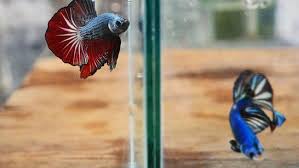 Ciri Ciri Ikan Cupang Sakit Dan Cara Mengobatinya